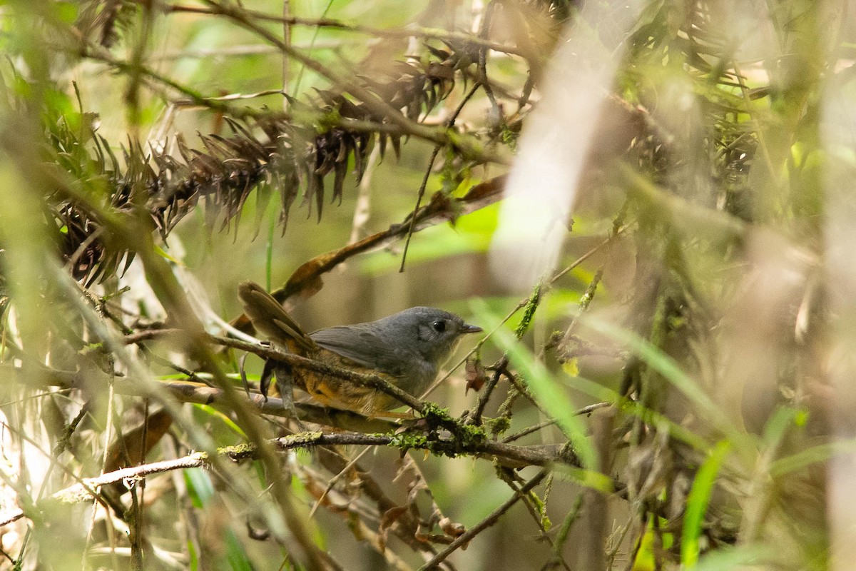 Mouse-colored Tapaculo - Gisele Milare
