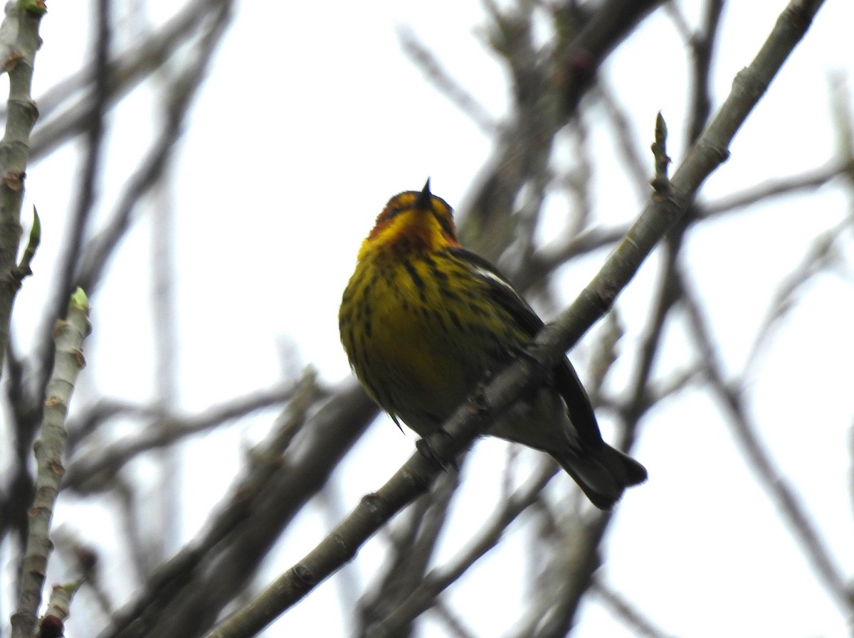 Cape May Warbler - ML618113116