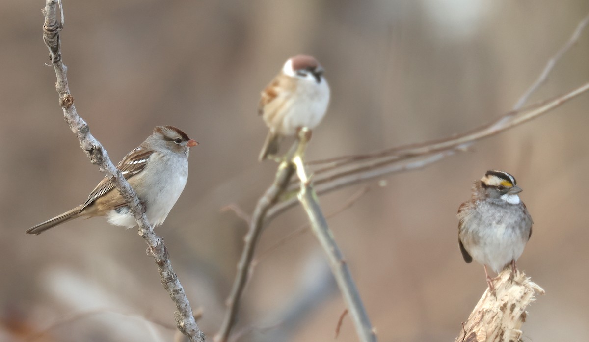 White-throated Sparrow - Joshua Uffman