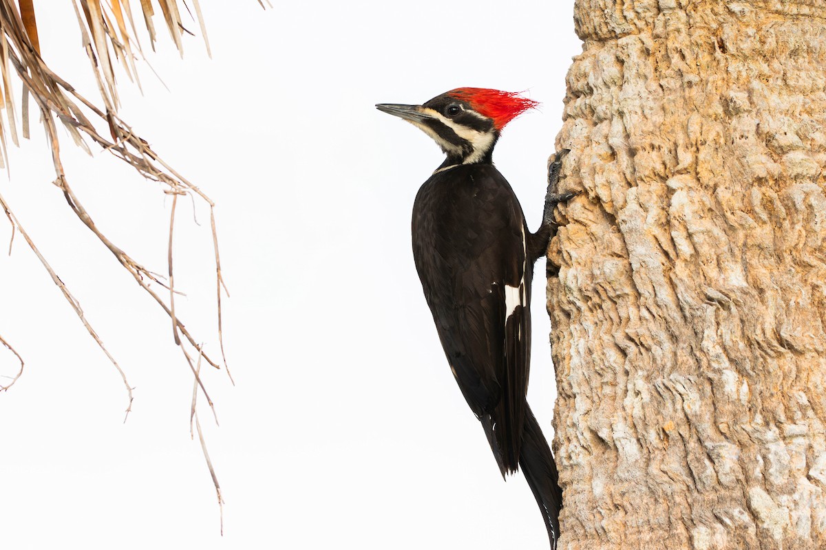 Pileated Woodpecker - Nick Hoffmann