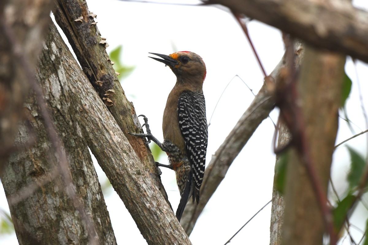 Yucatan Woodpecker - ML618113180