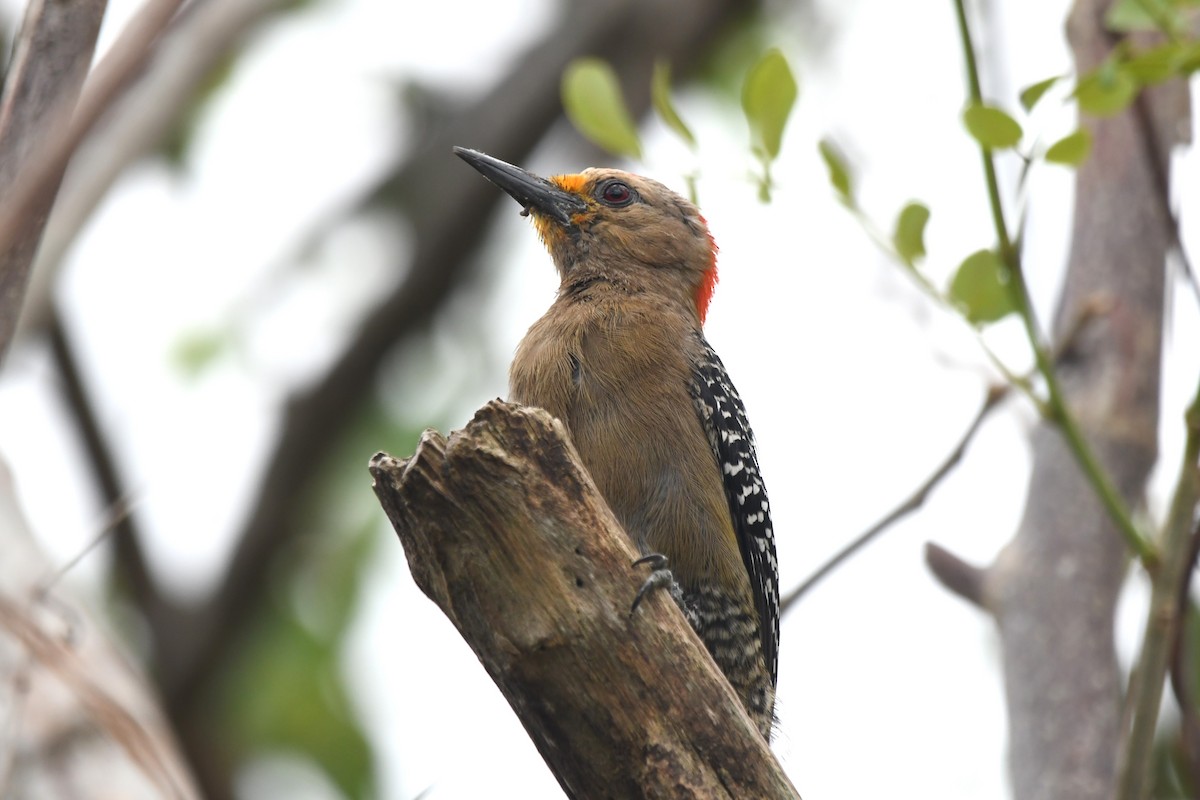 Yucatan Woodpecker - ML618113181