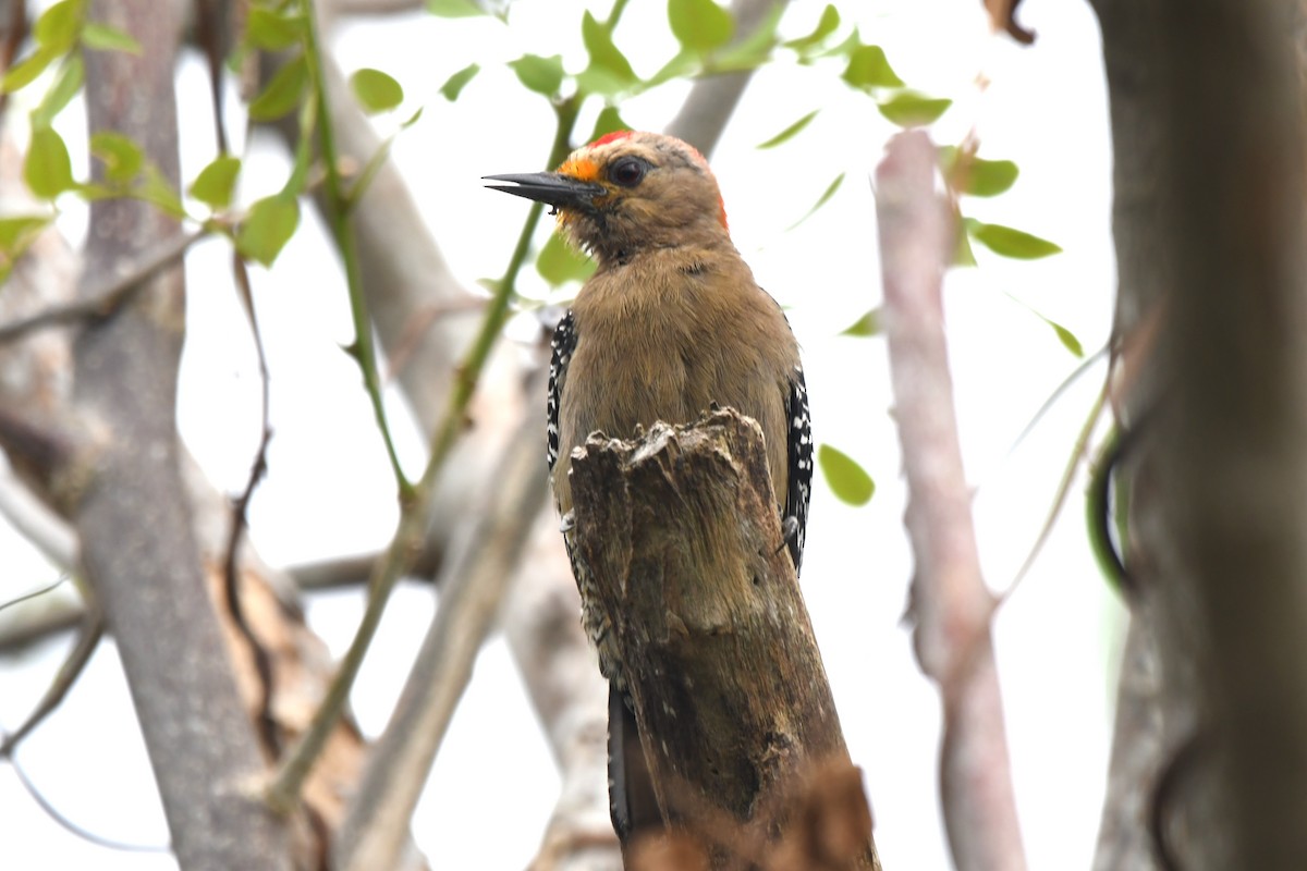 Yucatan Woodpecker - ML618113182