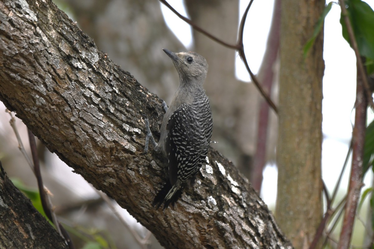 Yucatan Woodpecker - ML618113183