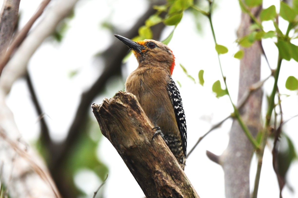 Yucatan Woodpecker - Ed Thomas