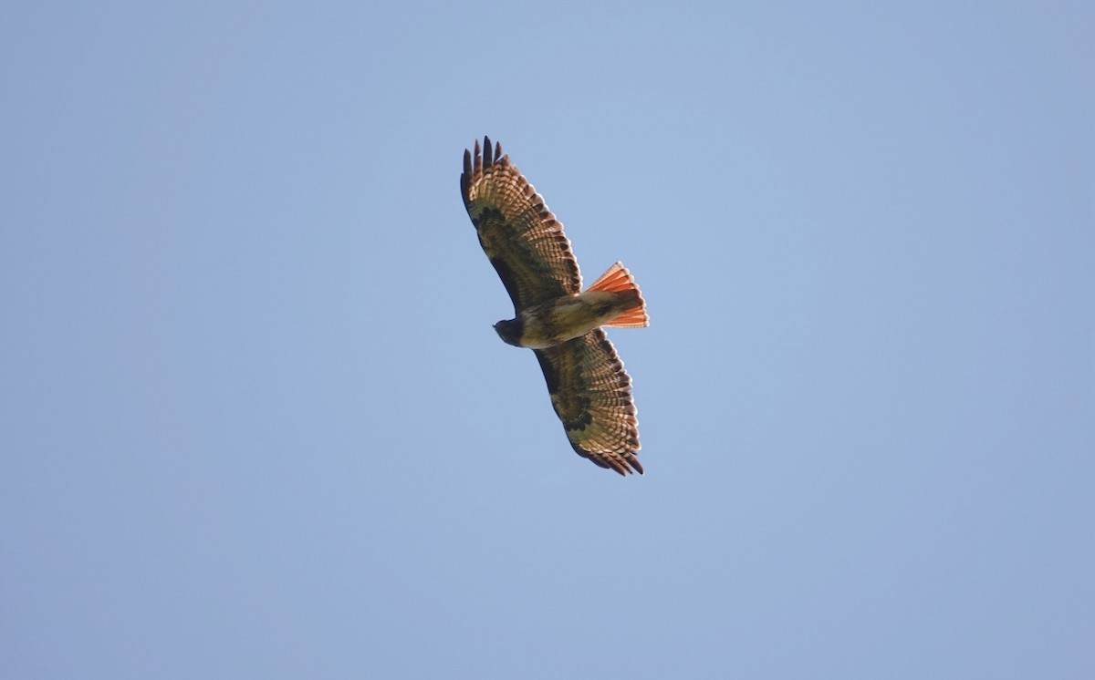 Red-tailed Hawk - TK Birder