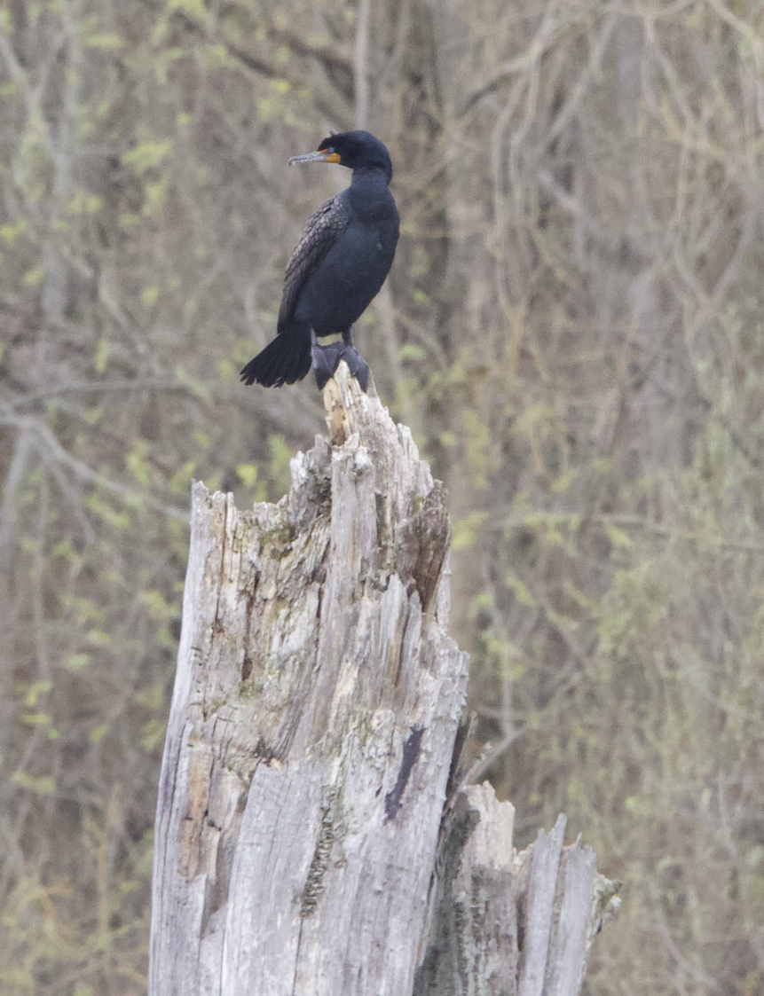 Double-crested Cormorant - Learning Landon
