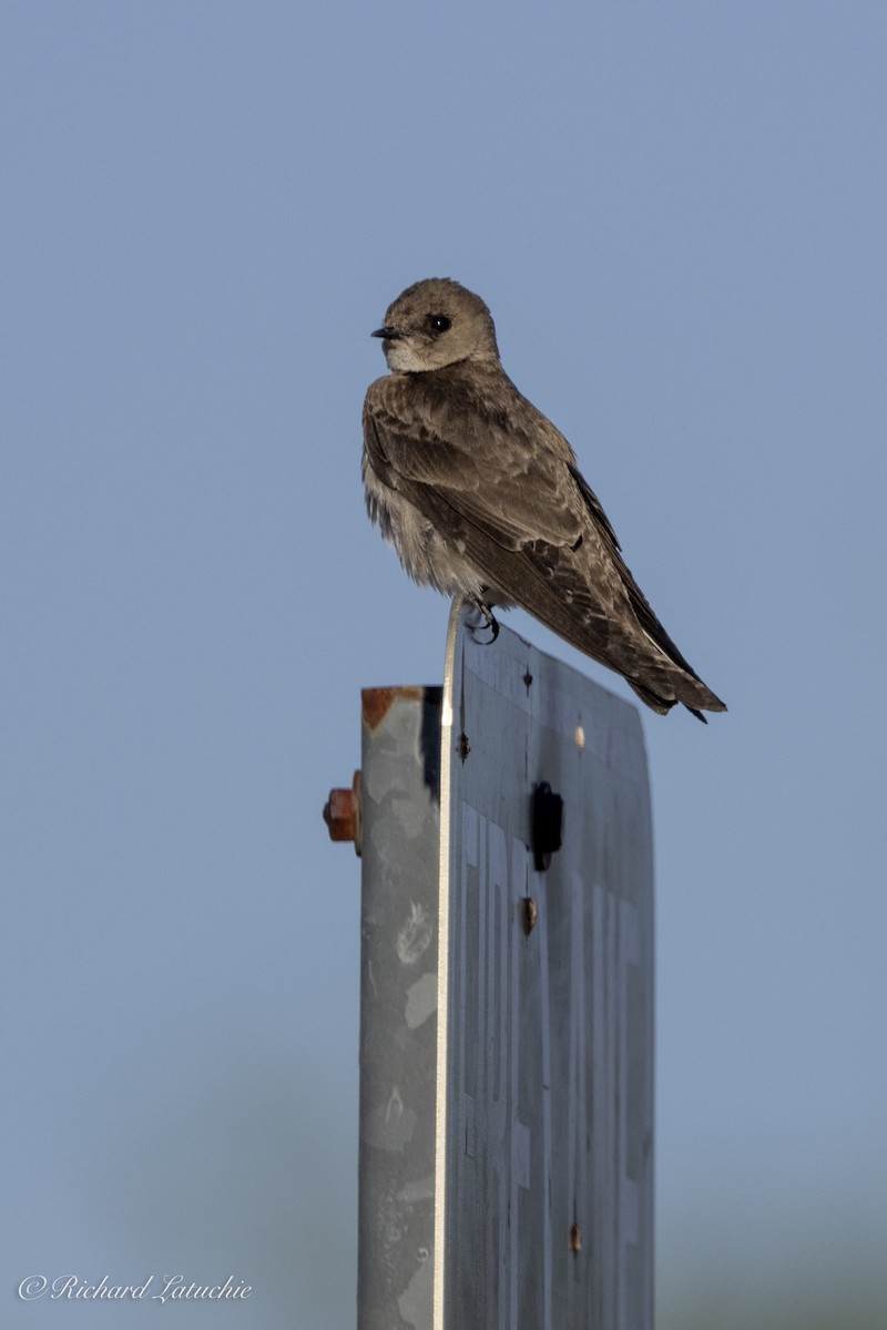 Northern Rough-winged Swallow - ML618113221