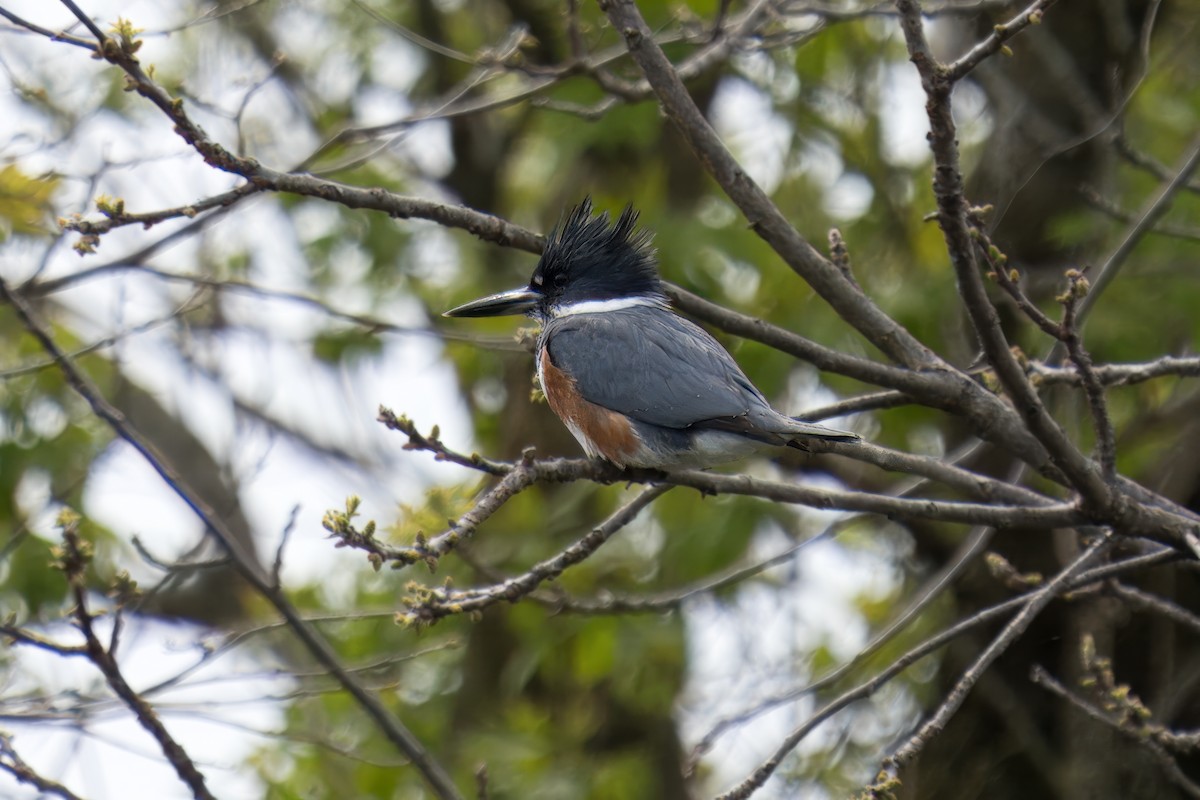 Belted Kingfisher - Paco Luengo
