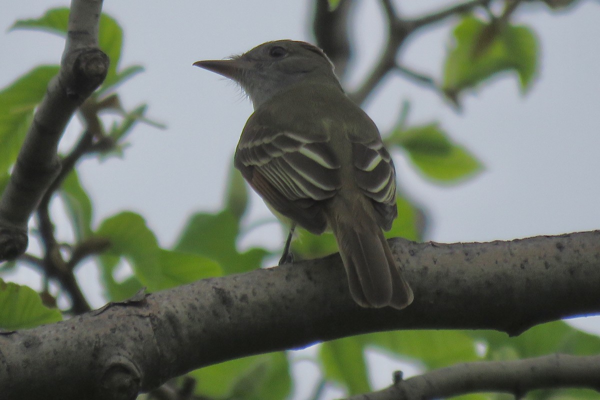 Great Crested Flycatcher - ML618113246