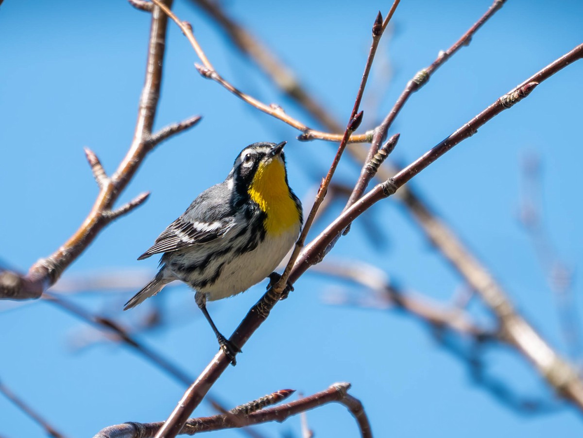 Yellow-throated Warbler - ML618113264