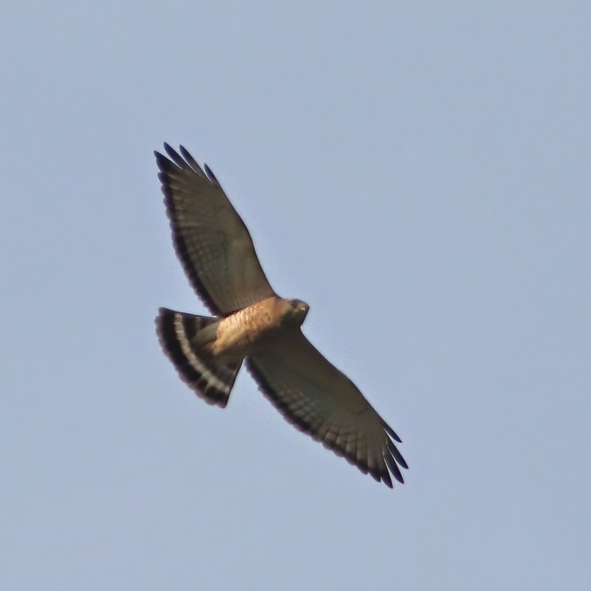 Broad-winged Hawk - ML618113333