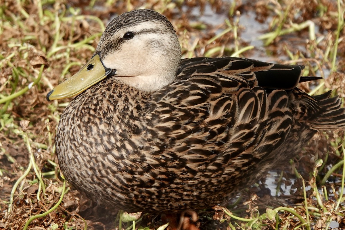 Mottled Duck (Florida) - ML618113344