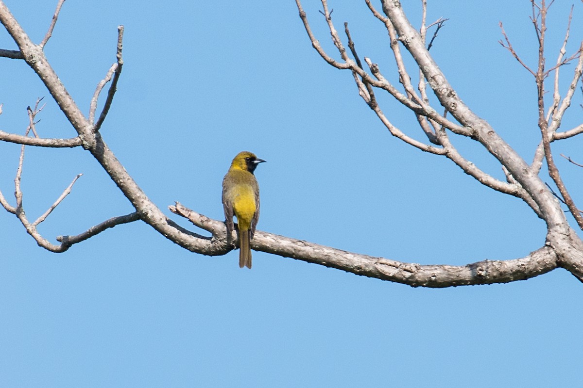 Orchard Oriole - ML618113347