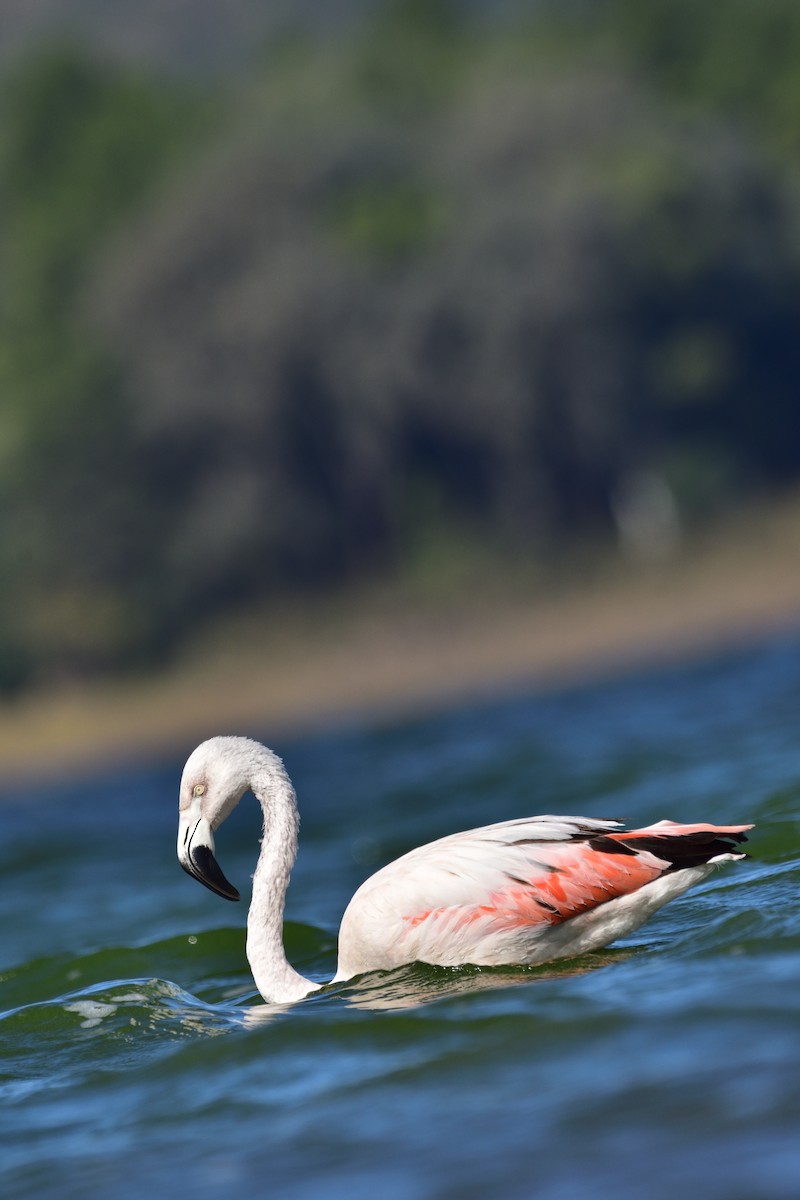 Chilean Flamingo - Maximiliano Fontana Kriger