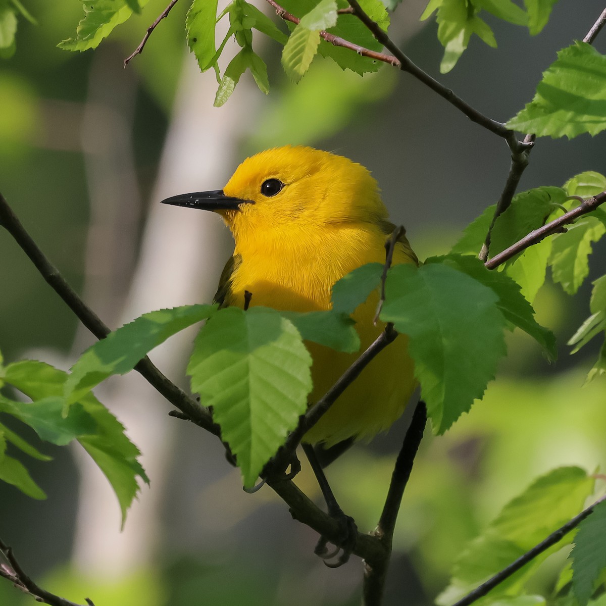 Prothonotary Warbler - ML618113516