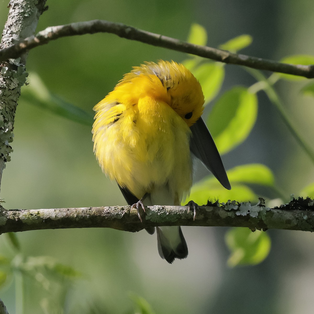 Prothonotary Warbler - ML618113517