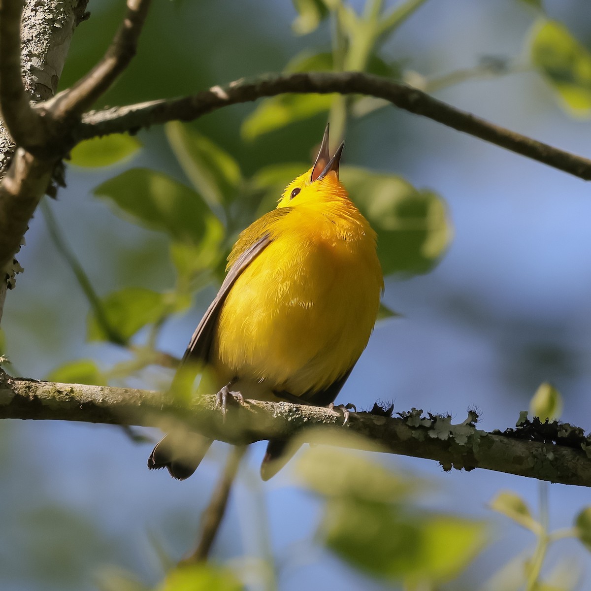 Prothonotary Warbler - ML618113518