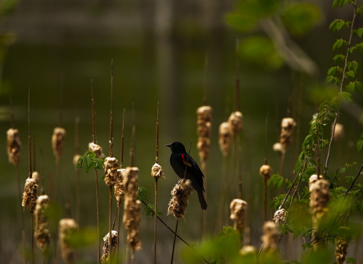 Red-winged Blackbird - Bob Harp