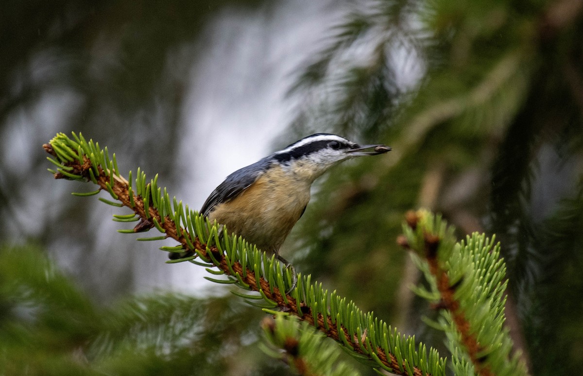 Red-breasted Nuthatch - Estela Quintero-Weldon