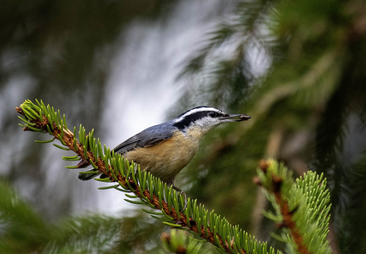 Red-breasted Nuthatch - Estela Quintero-Weldon
