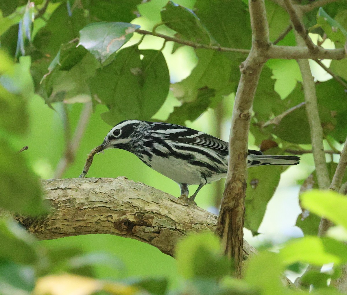 Black-and-white Warbler - ML618113566