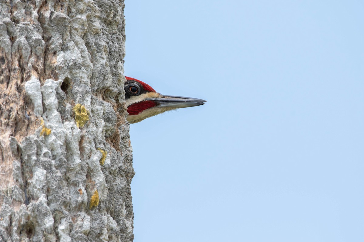 Pileated Woodpecker - Nick Hoffmann