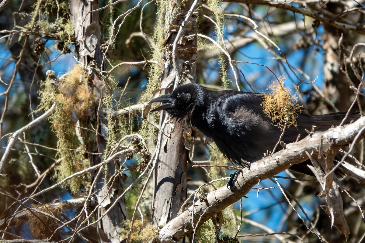 Hispaniolan Palm-Crow - Forest Tomlinson