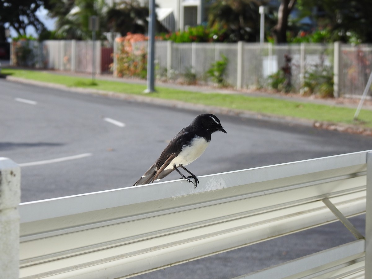 Willie-wagtail - ML618113644