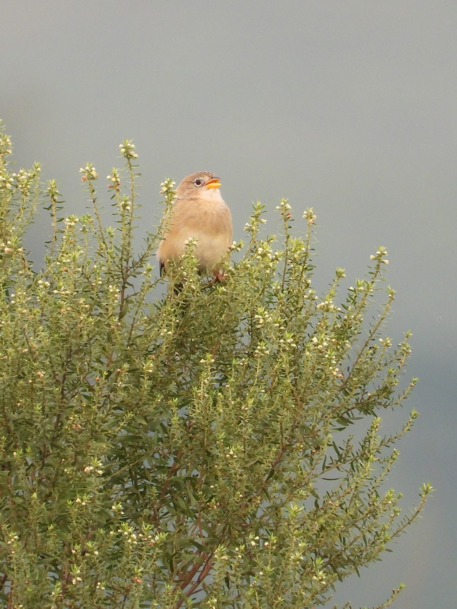 Wedge-tailed Grass-Finch - ML618113649