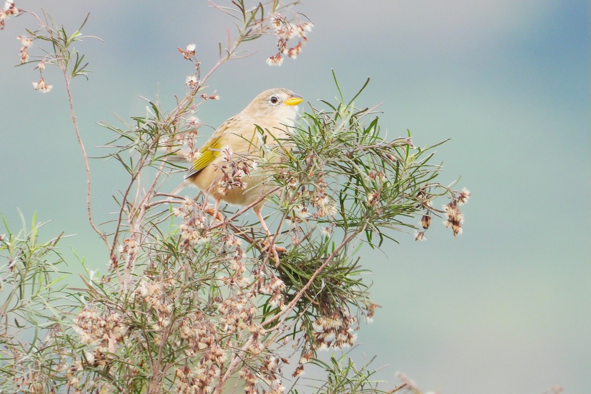 Wedge-tailed Grass-Finch - Maria Rosa Hernandez  Lopez