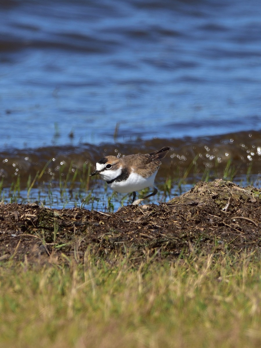 Collared Plover - ML618113660