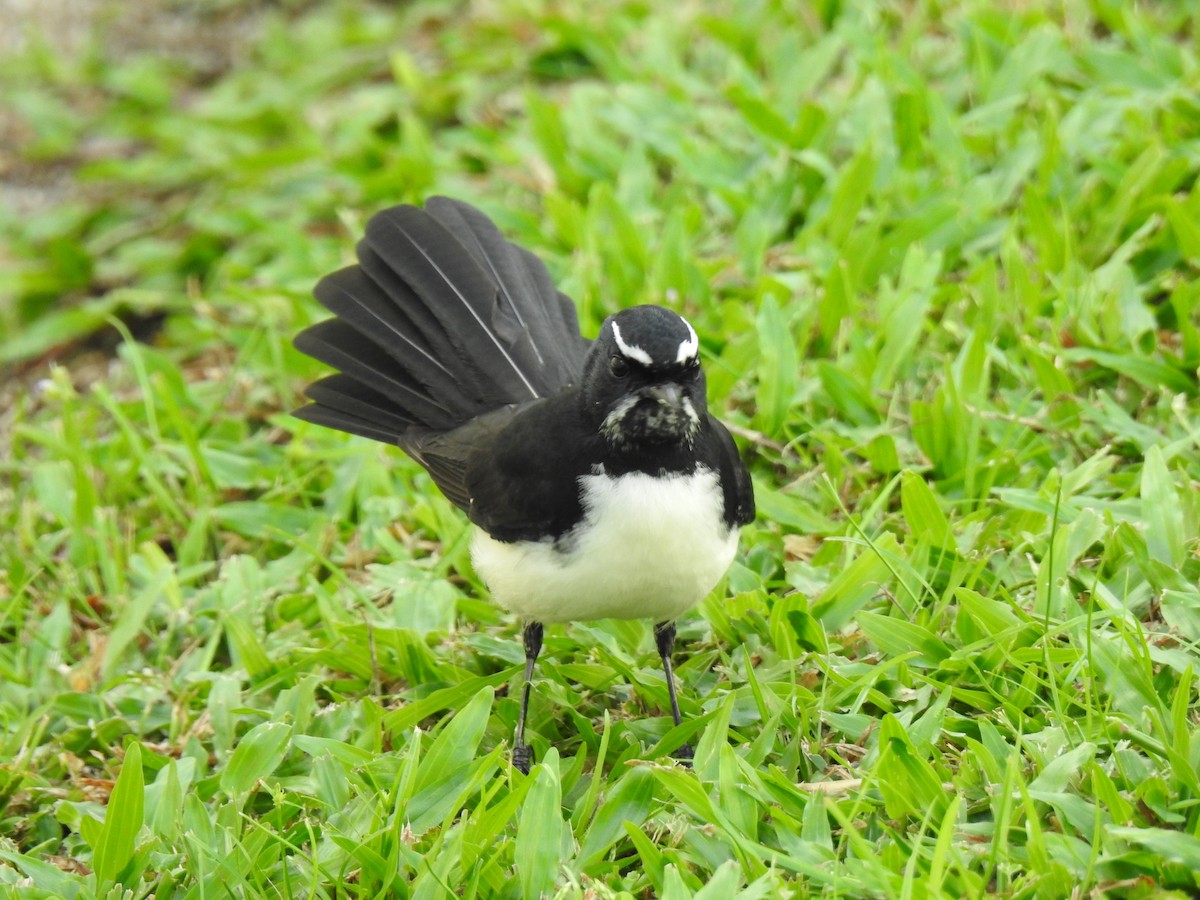 Willie-wagtail - ML618113661