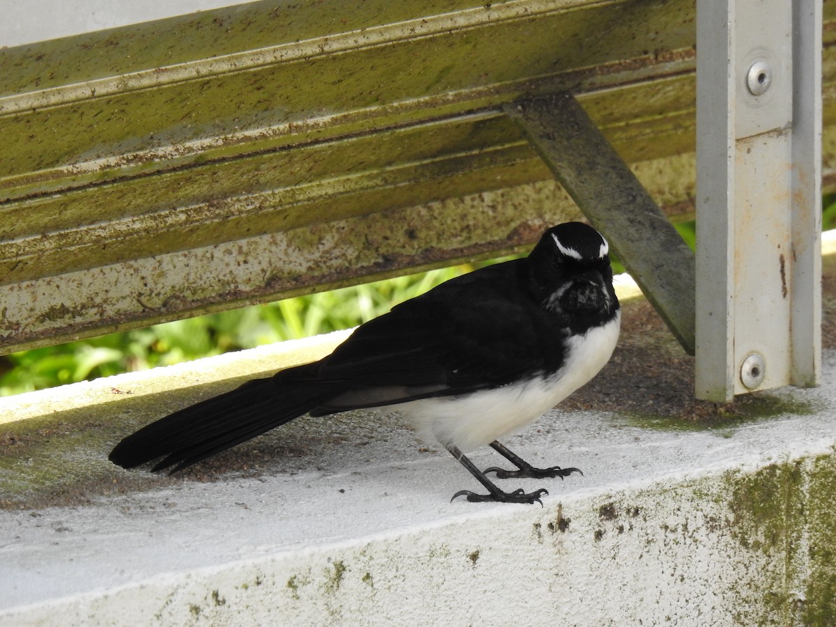 Willie-wagtail - ML618113663