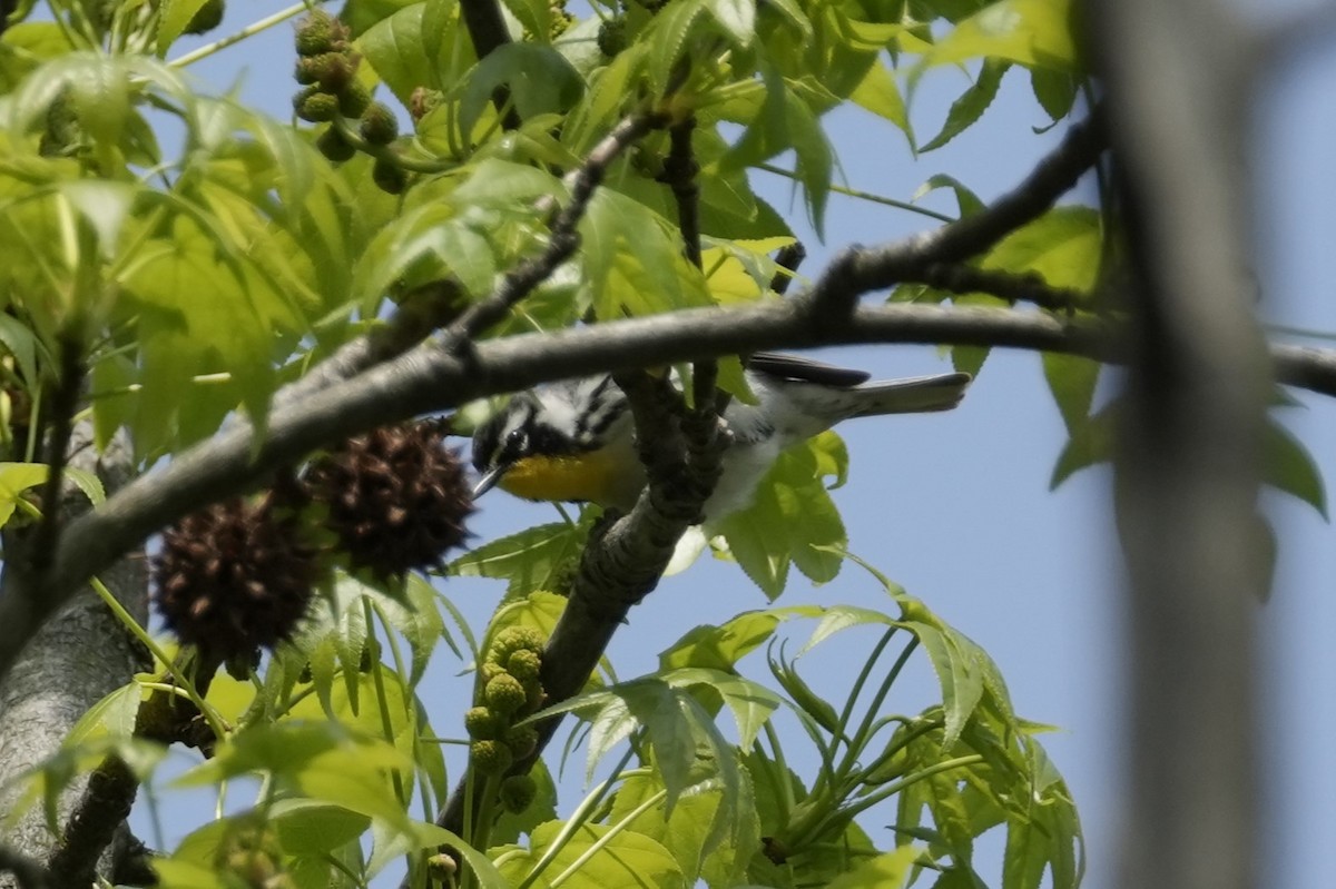 Yellow-throated Warbler (albilora) - ML618113682