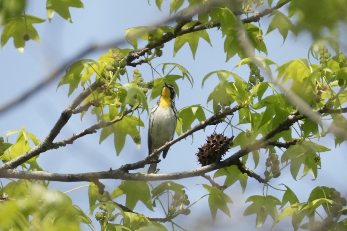 Yellow-throated Warbler (albilora) - ML618113723