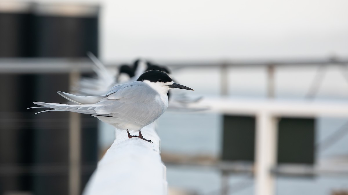 White-fronted Tern - ML618113726