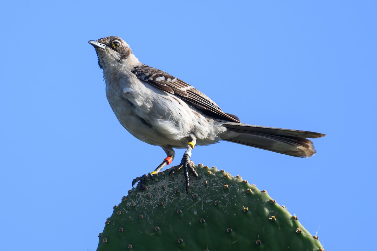 Galapagos Mockingbird - ML618113739