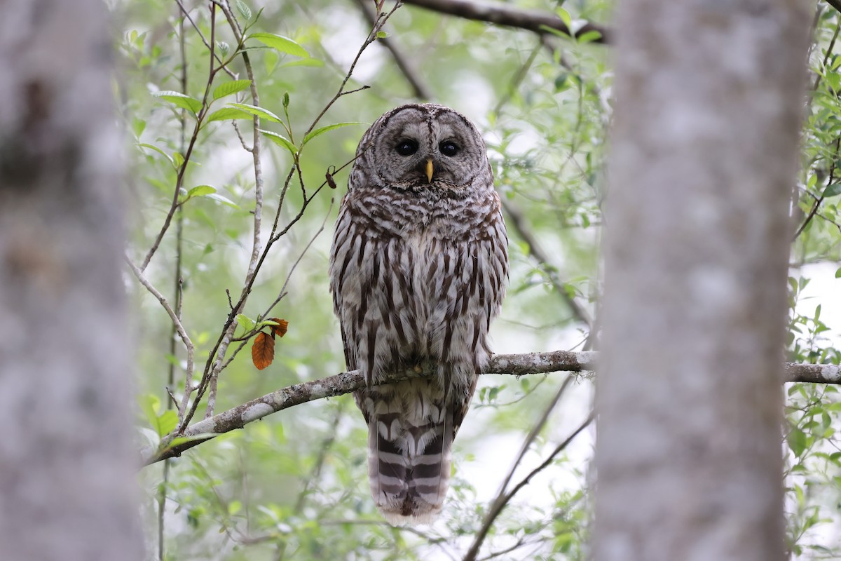 Barred Owl - Sandy Pringle