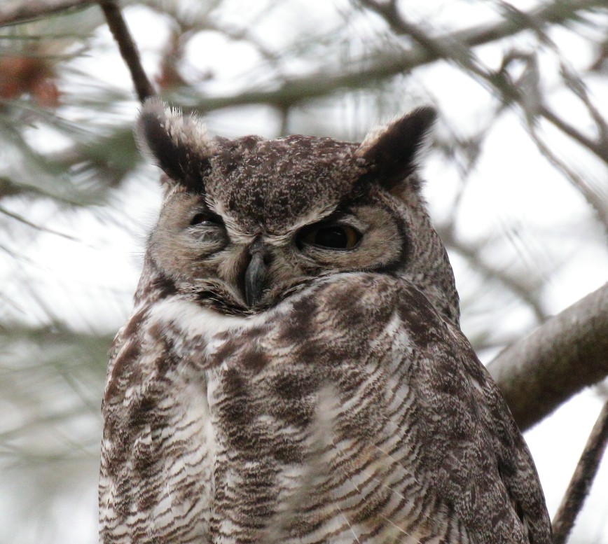 Great Horned Owl - Larry Edwards