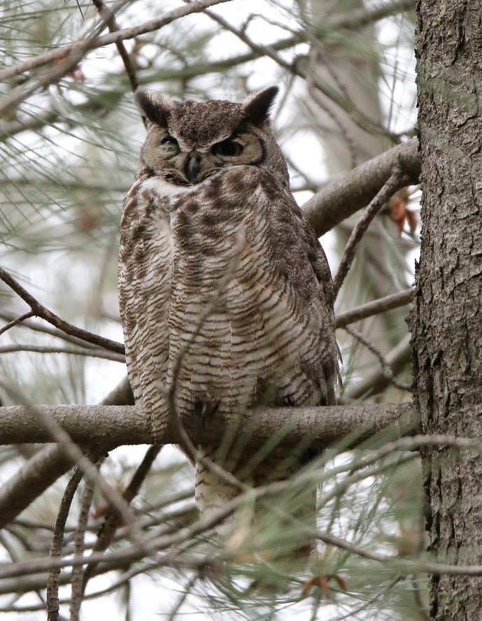 Great Horned Owl - ML618113789