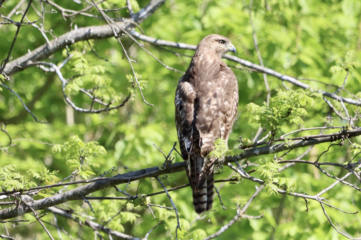 Red-tailed Hawk - ML618113793