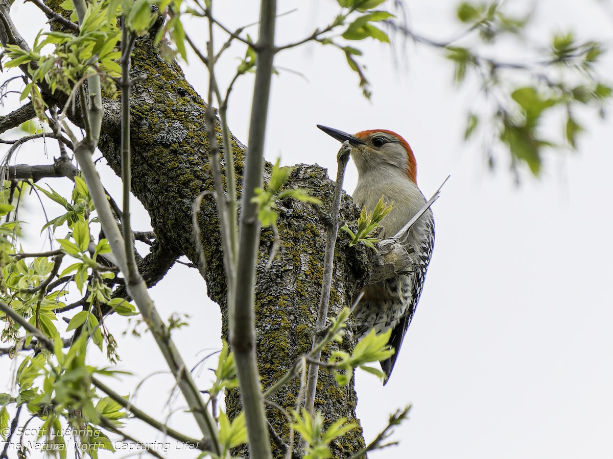 Red-bellied Woodpecker - Scott Luehring