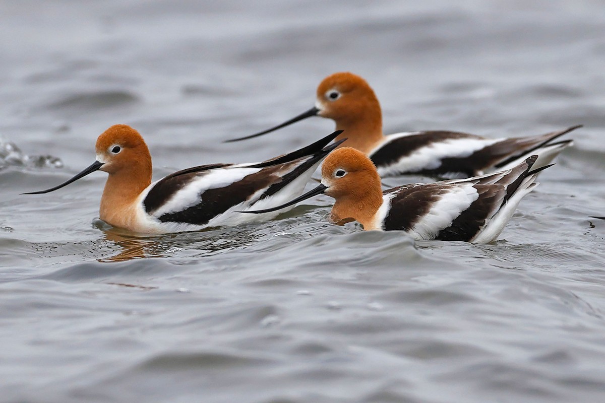 American Avocet - Claire Werner