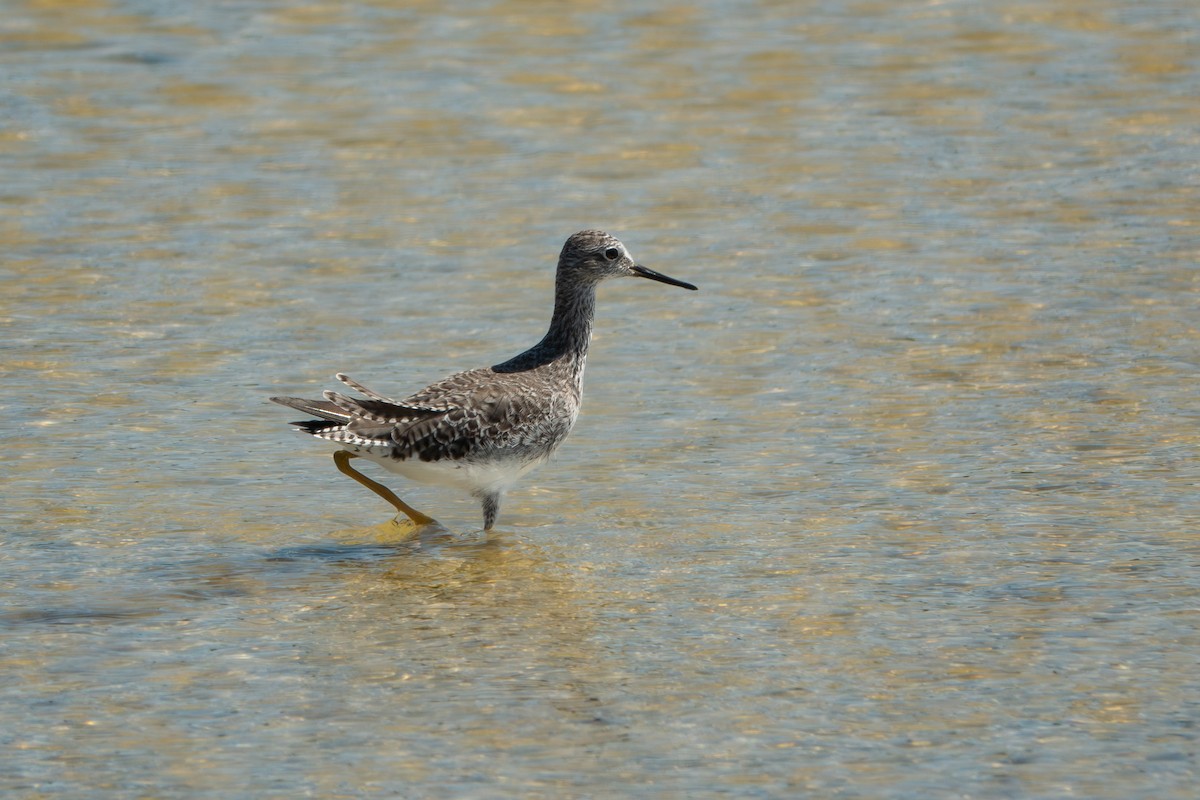 Greater Yellowlegs - Forest Tomlinson