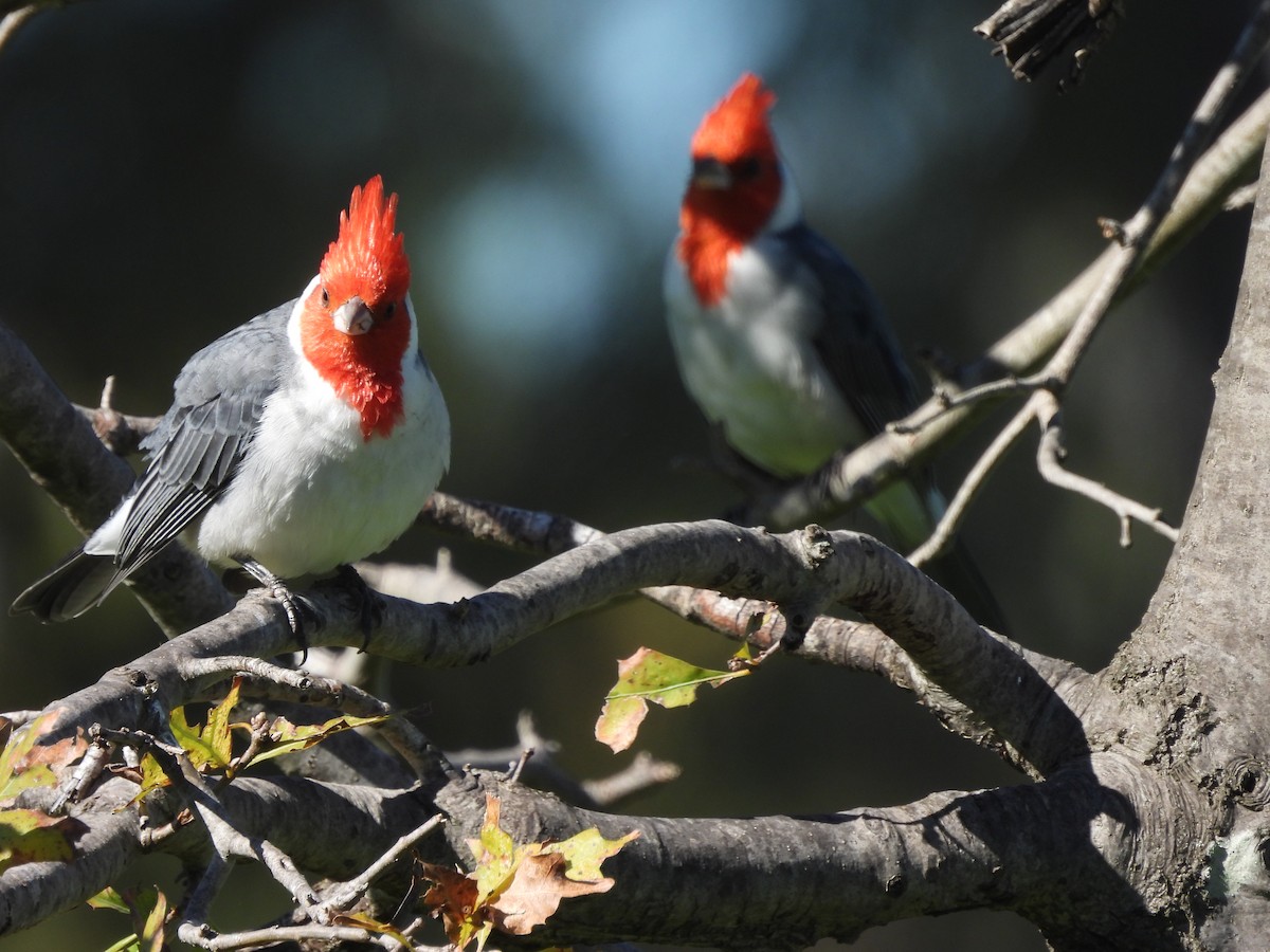 Red-crested Cardinal - Laura Bianchi