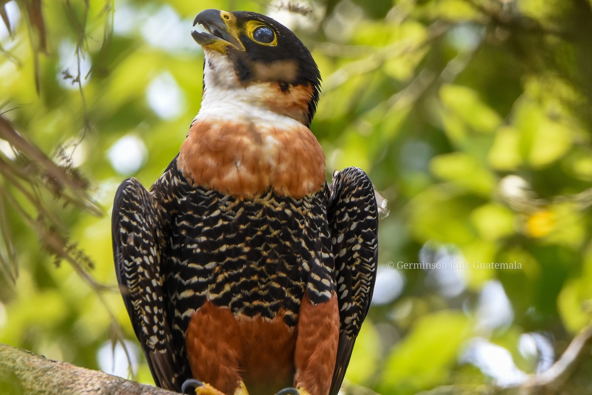 Orange-breasted Falcon - ML618113816