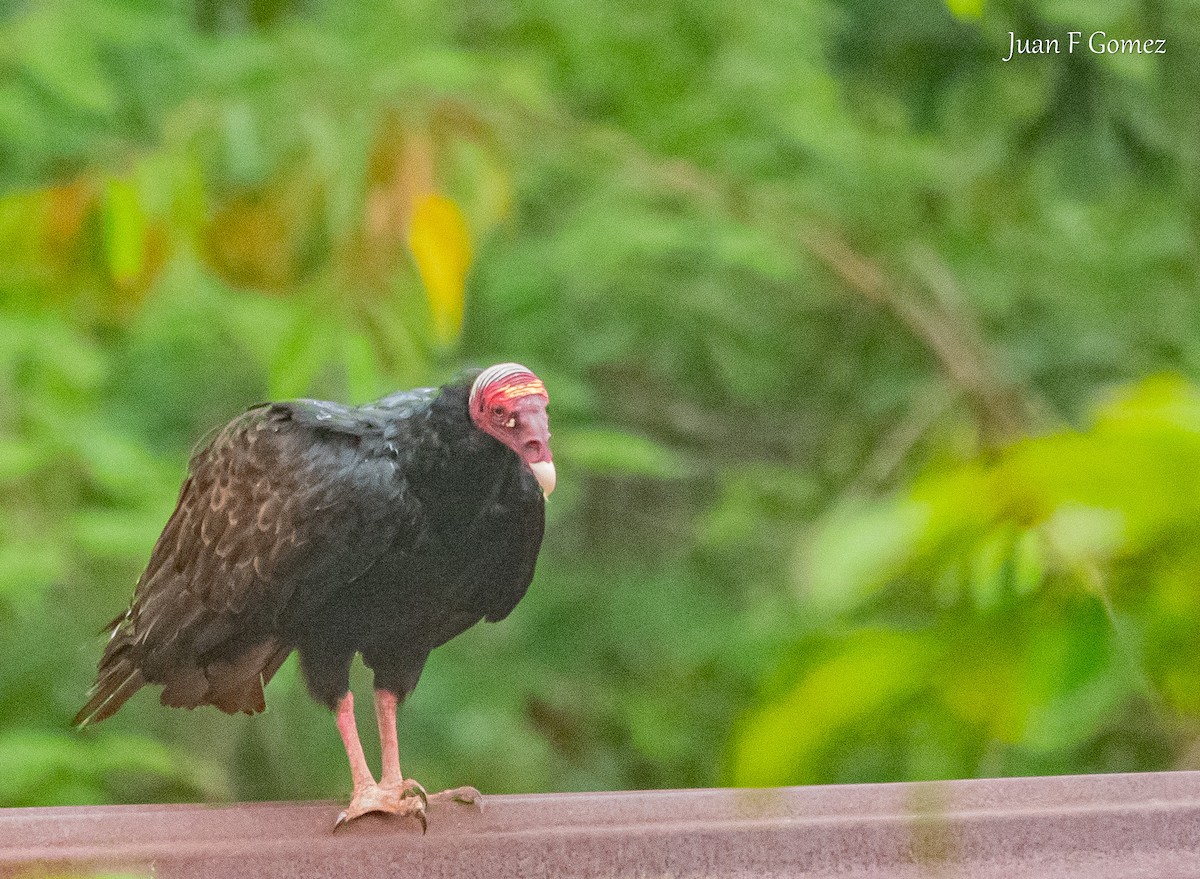 Turkey Vulture (Tropical) - ML618113822
