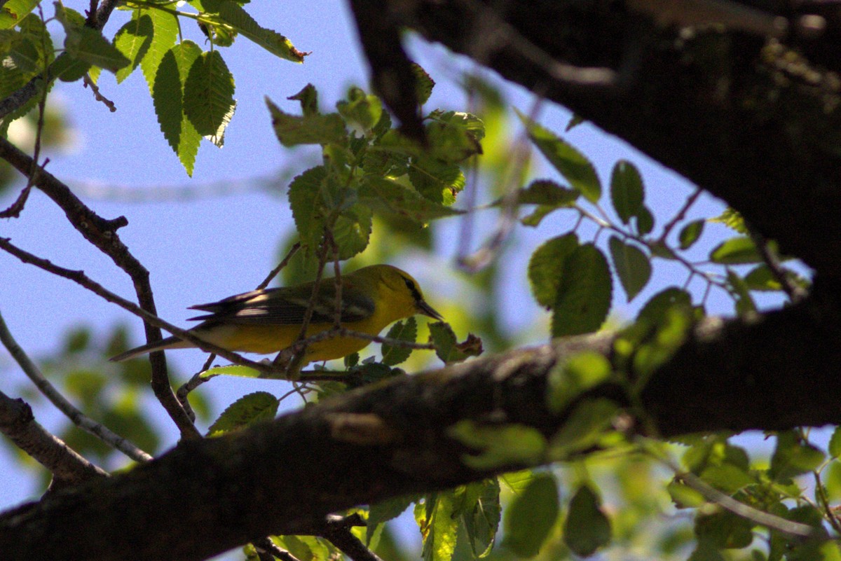 Blue-winged Warbler - Laura Whitaker