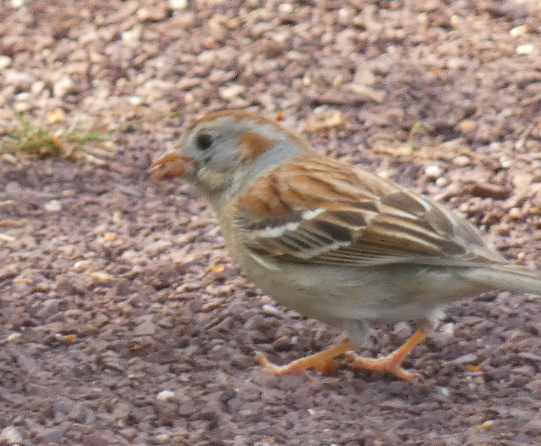 Field Sparrow - ML618113830